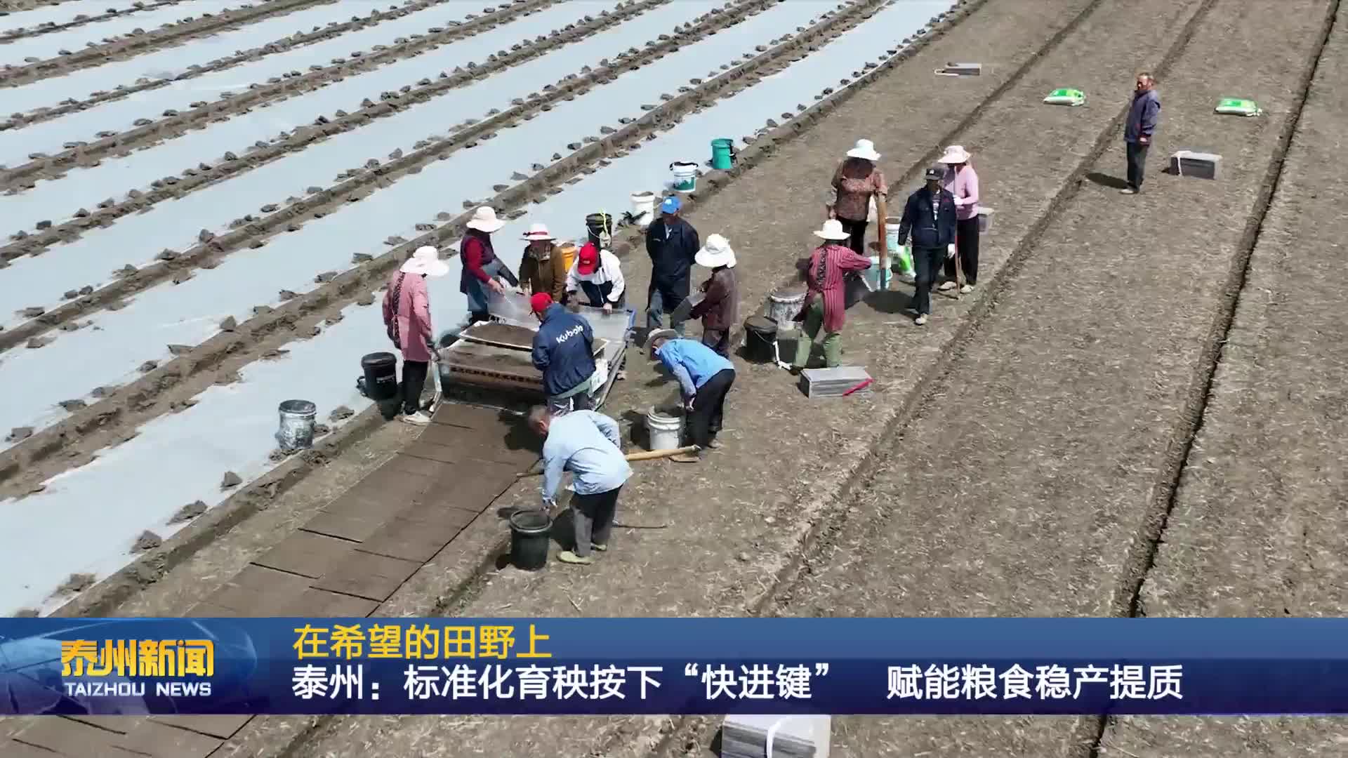 在希望的田野上  泰州：标准化育秧按下“快进键” 赋能粮食稳产提质